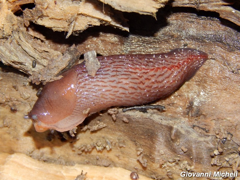 Limax del dacampi-gruppo dello Parco del Ticino